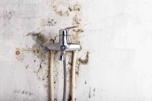 Mold Testing and Removal in Dillon, SC