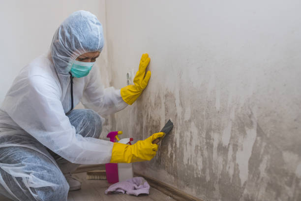 Office Mold Removal Services in Dillon, SC