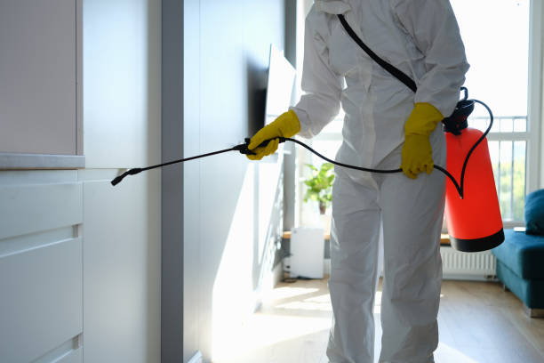 Best Local Mold Removal Service  in Dillon, SC