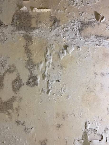 Home Mold Removal in Dillon, SC