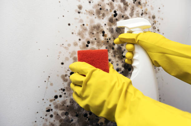 Trusted Dillon, SC Mold Removal Experts