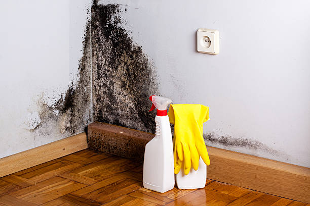 Best Attic Mold Removal  in Dillon, SC