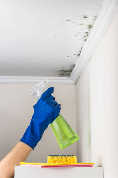 Best Mold Damage Repair  in Dillon, SC