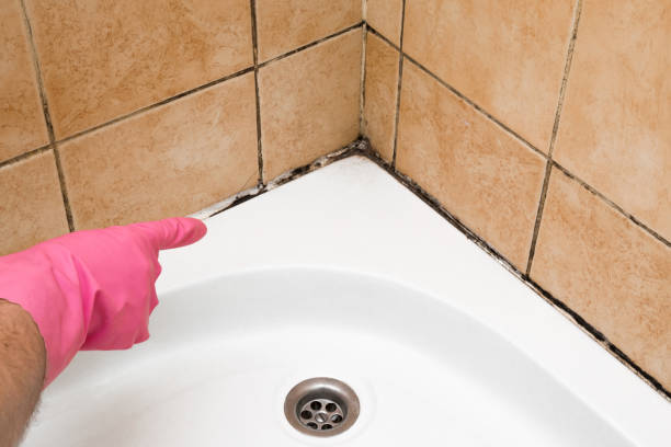 Best Emergency Mold Removal  in Dillon, SC